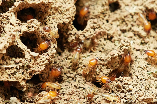 Termites et poux bois