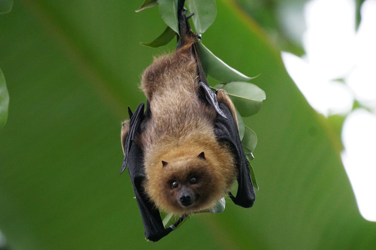 Chauve-souris marron
