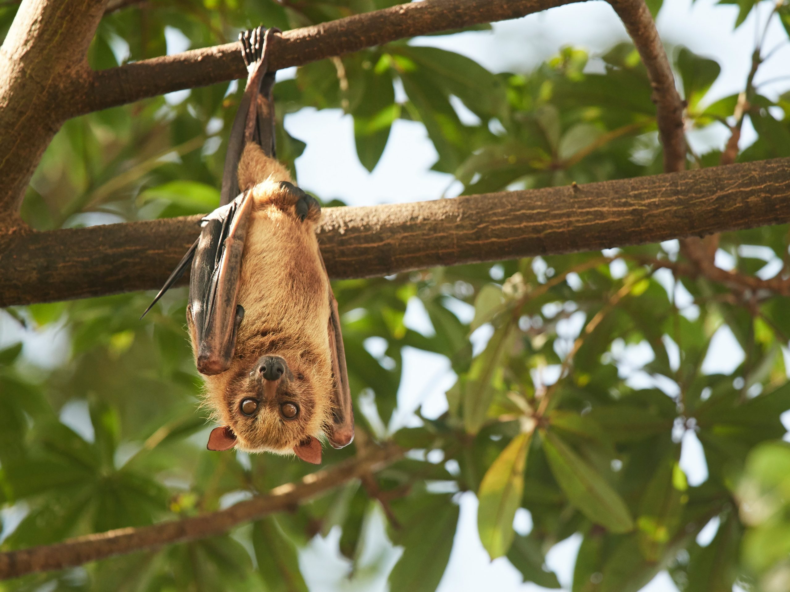 Chauve-souris suspendue
