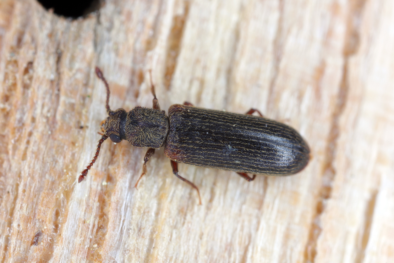 Lyctus
