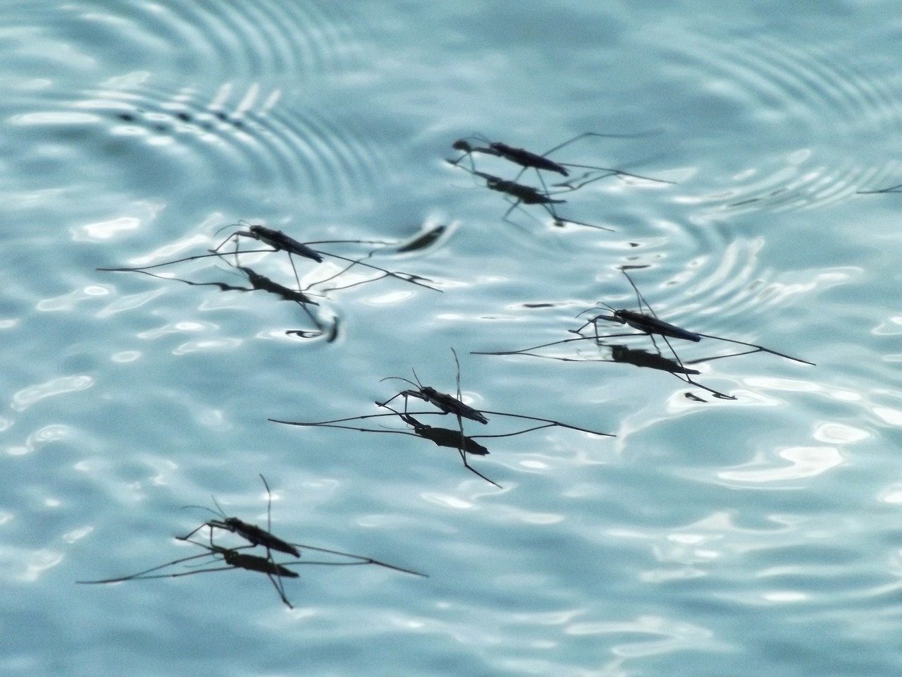 Moustiques sur l'eau
