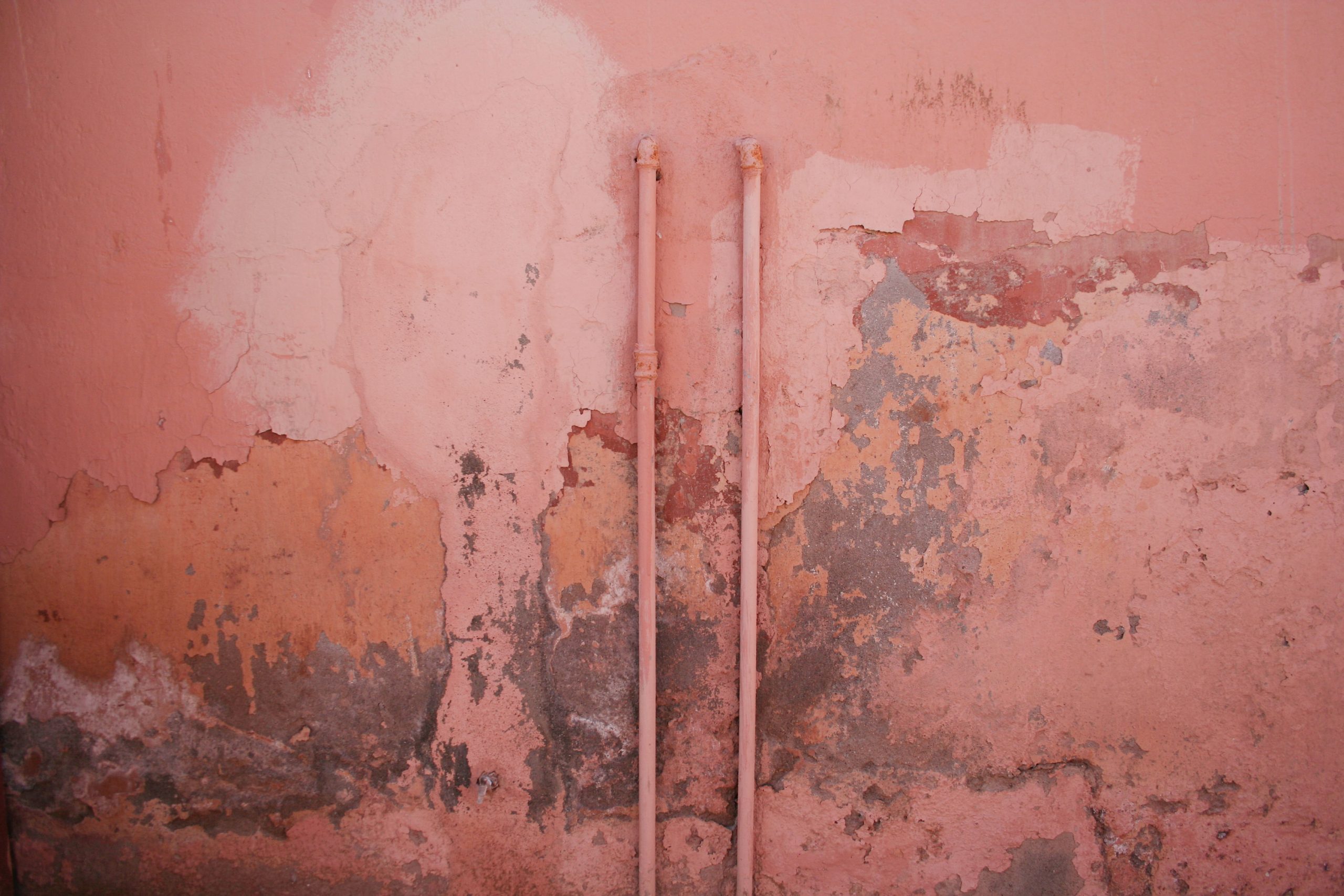Mur rose