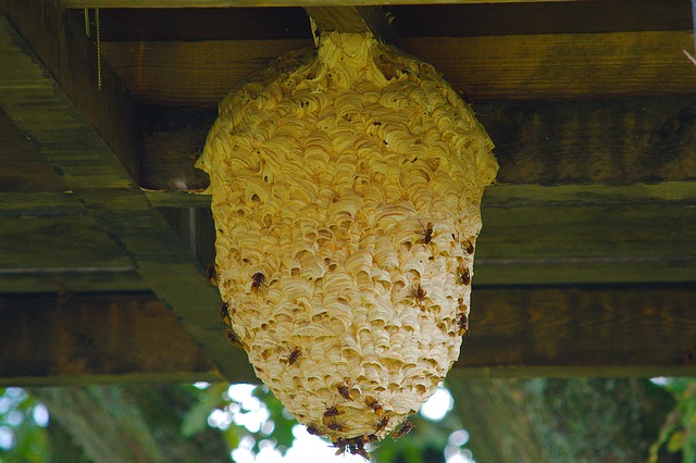Nid de guêpes