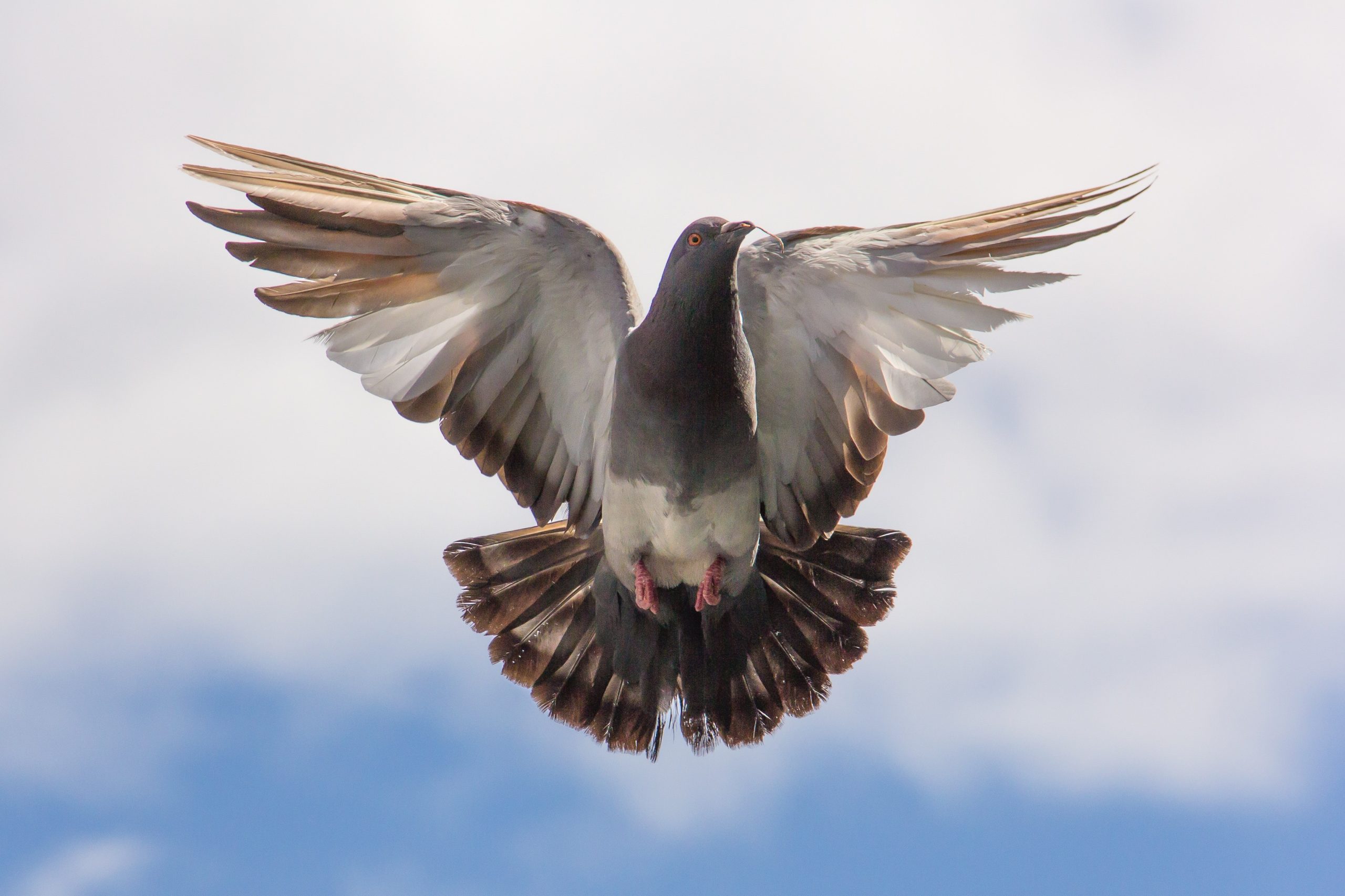 Pigeon en vol