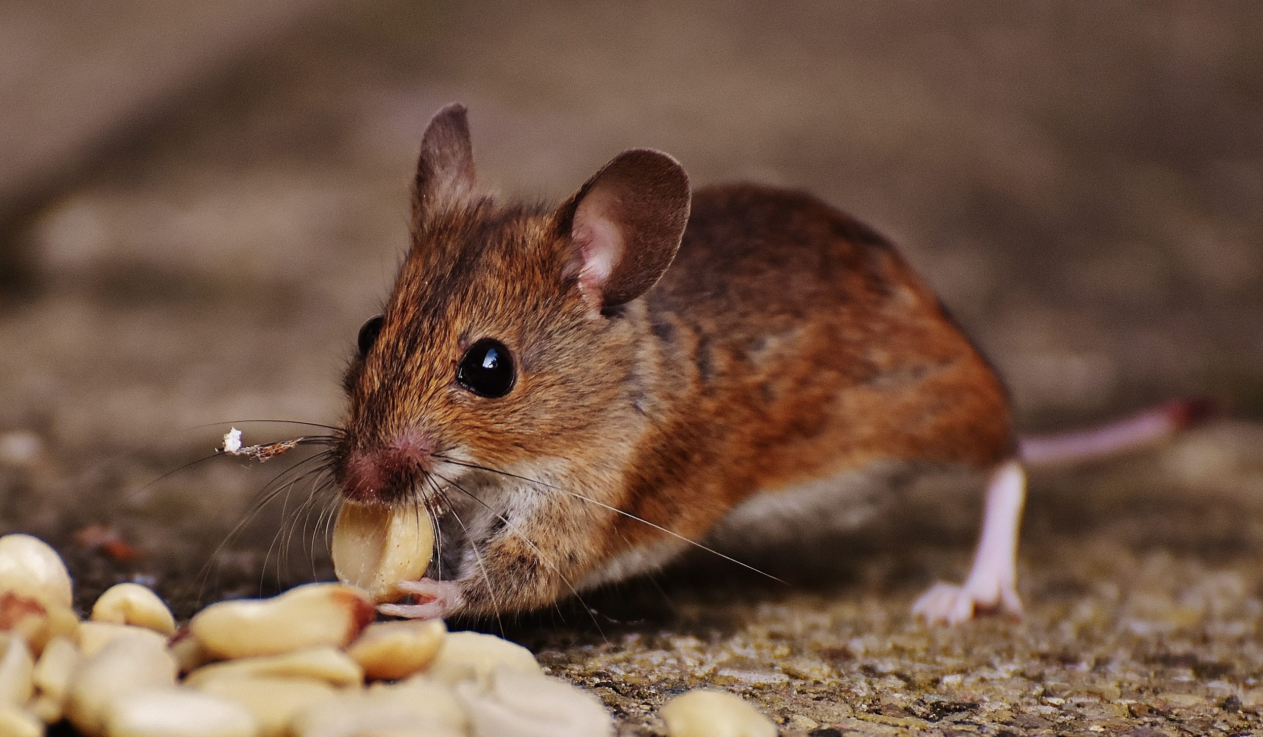Souris marron