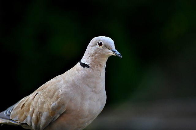 pigeon