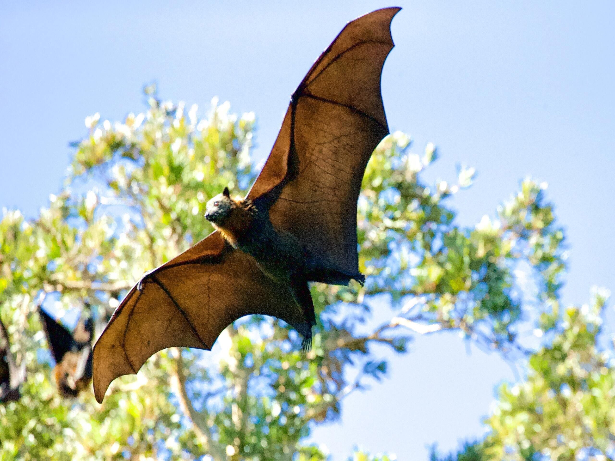 Chauve_souris