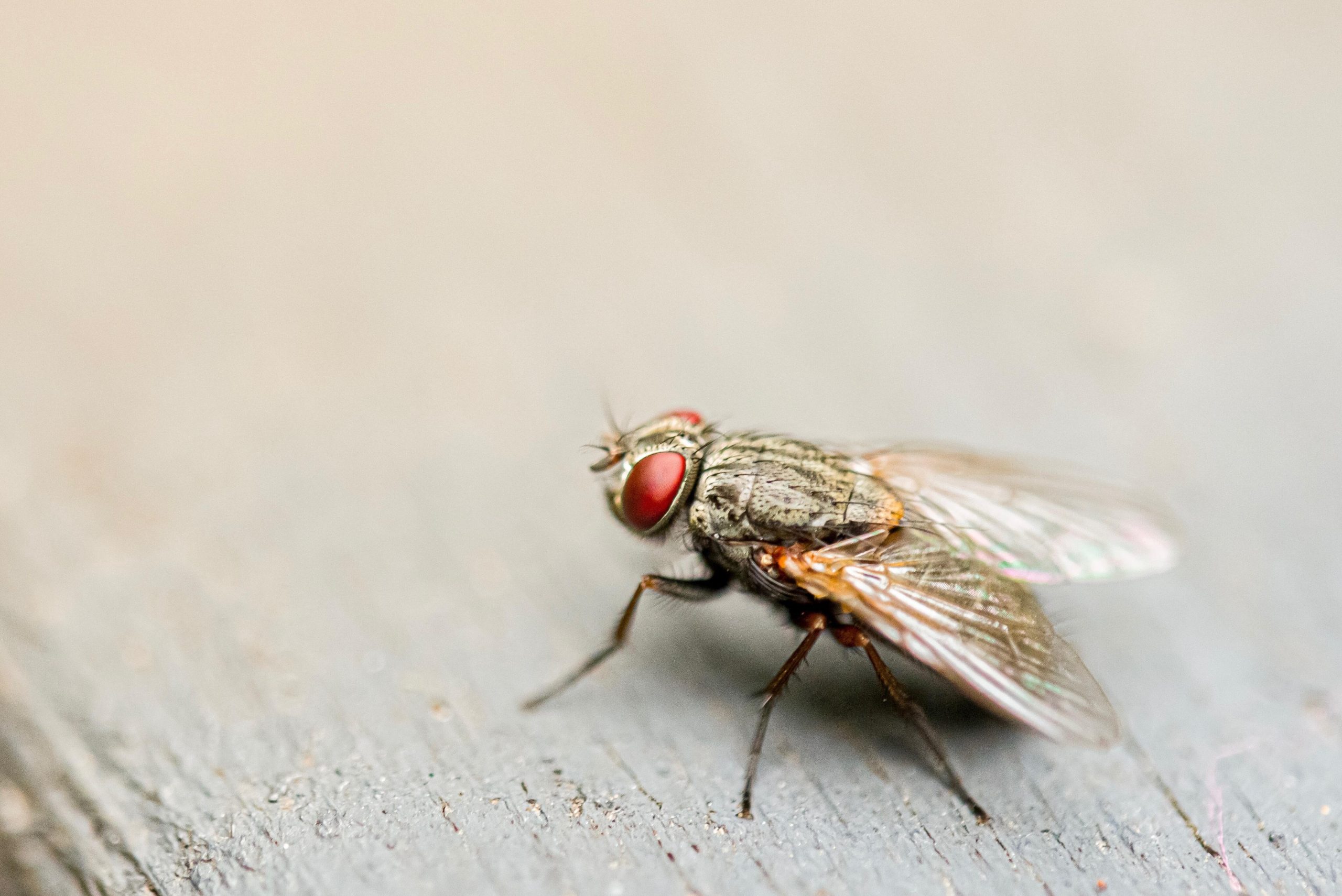 Mouche _aux_yeux_rouges