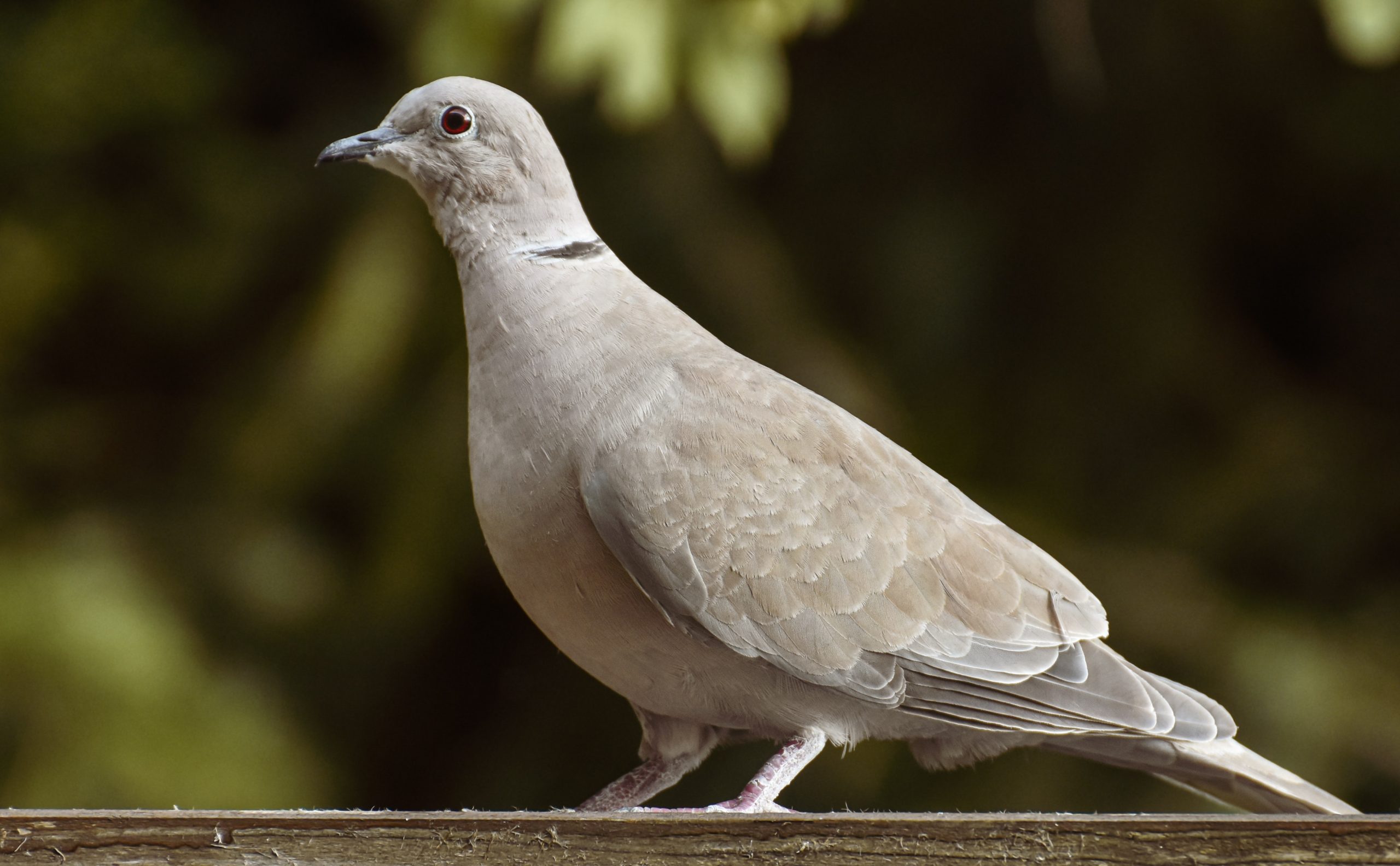 Pigeon gris