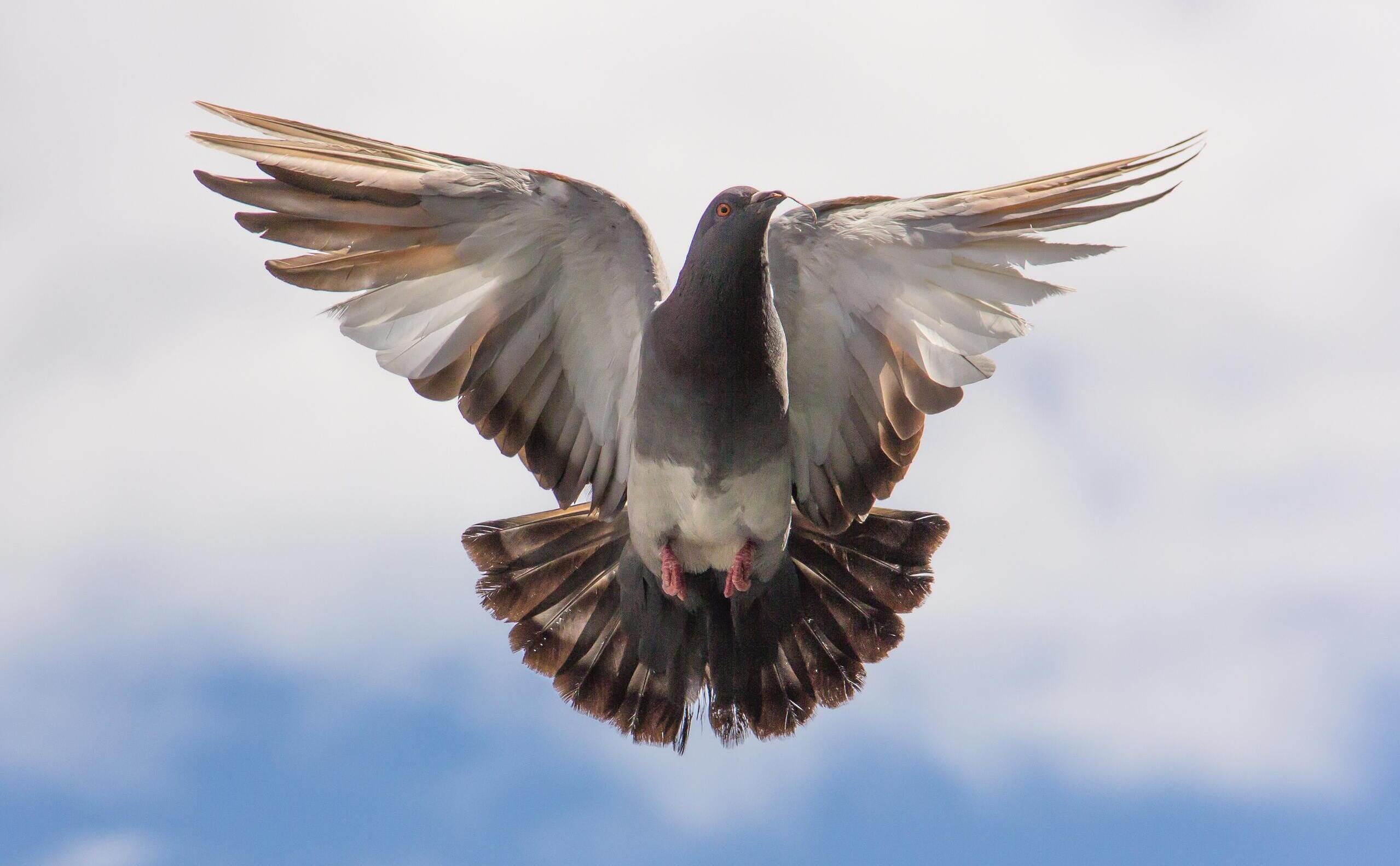 Pigeon_en_vol