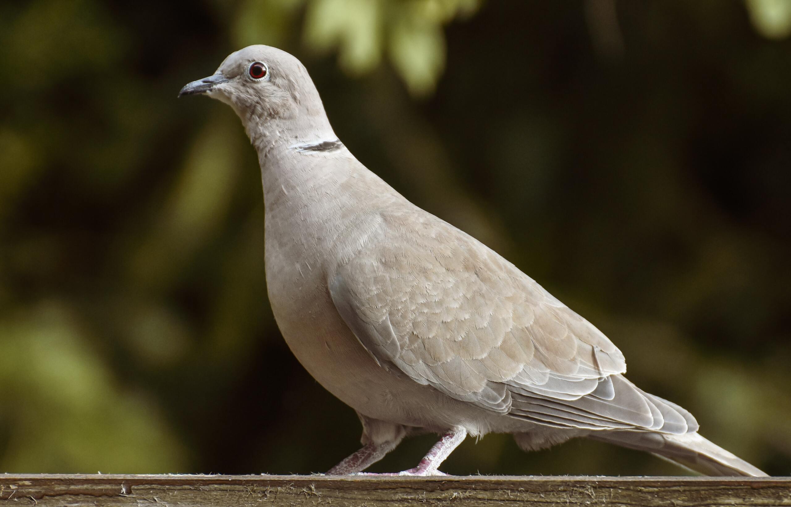 Pigeon_gris