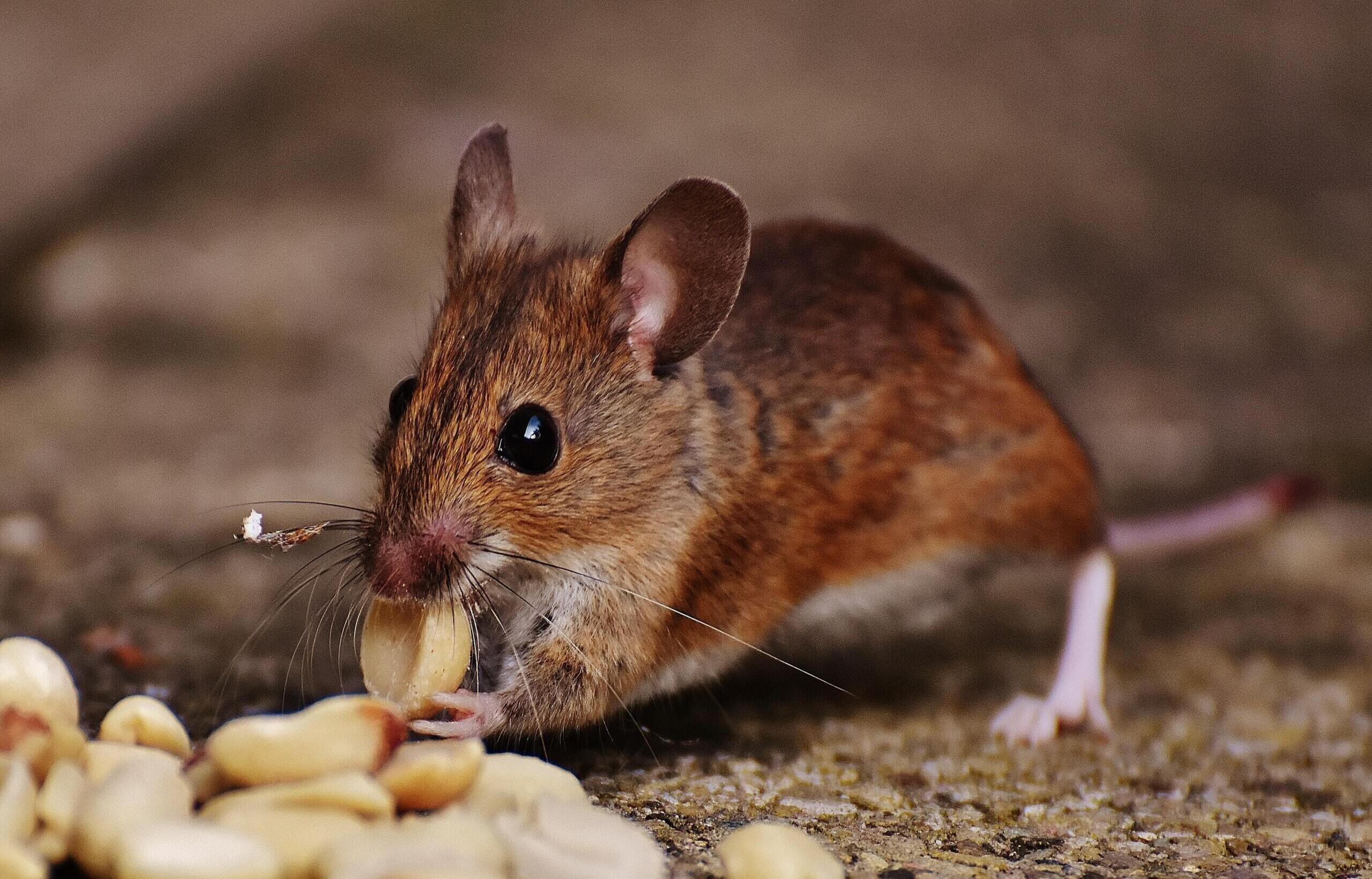 Souris_marron