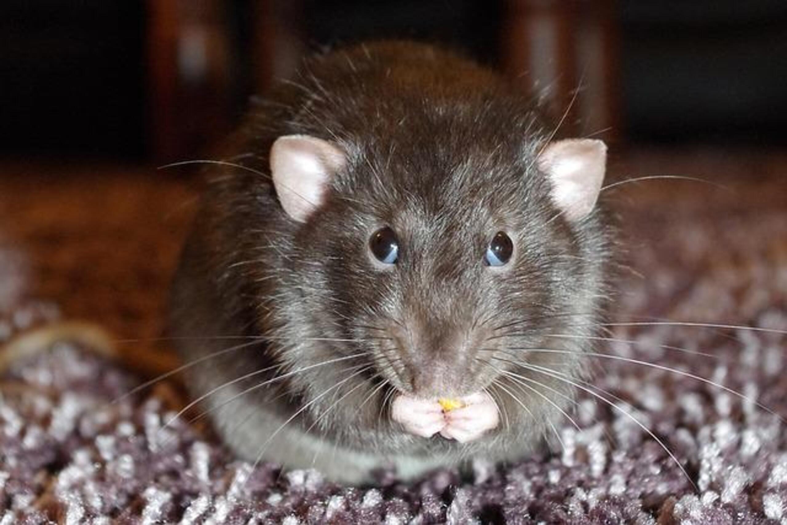 rat_de_face