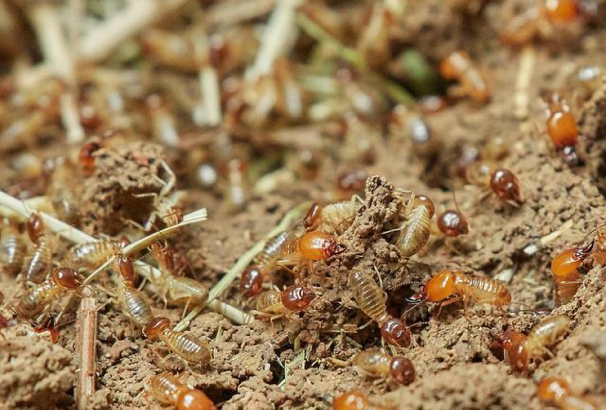 termites_poux_bois